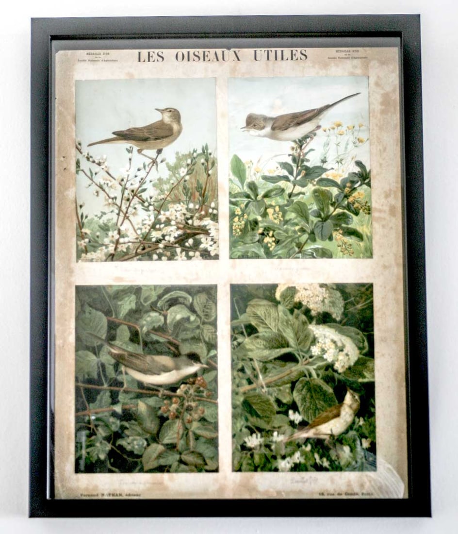 French Chromolithography 1879 birds school prints school aid #3 - 4