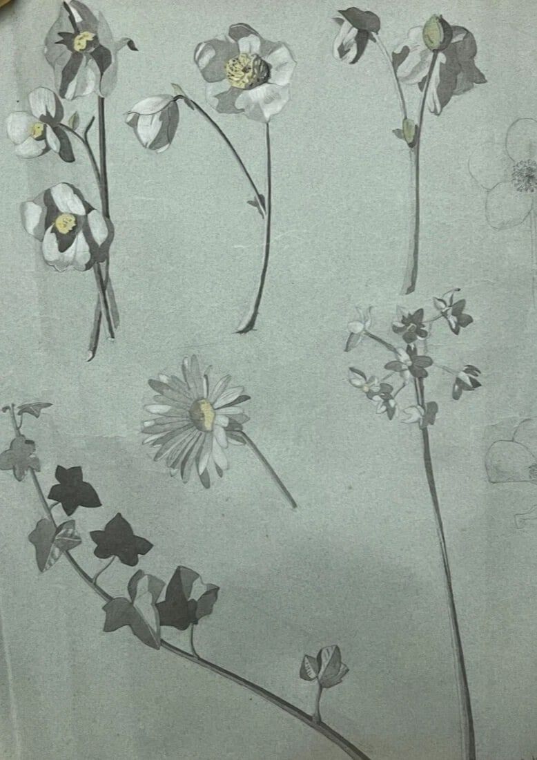 Antique Original Drawing Flowers, Floral, Still Life, Daisy: Title: Antique Original Drawing Flowers, Floral, Still Life, Daisy Description: Antique Original Drawing Flowers, Floral, Still Life, Daisy Pencil on paper 45.5 x 65 cm folds, stains, tears Reserve: $