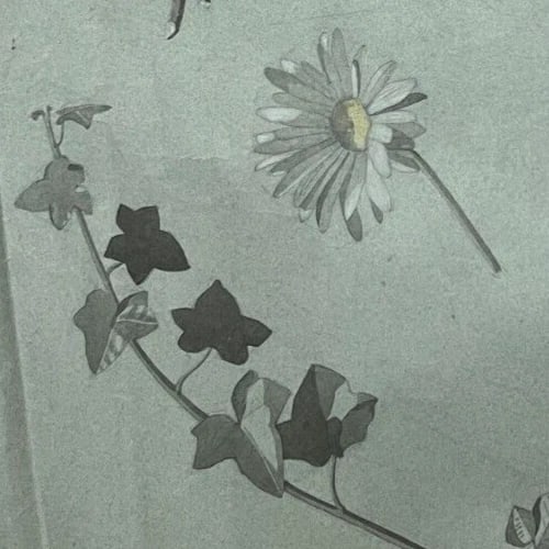 Antique Original Drawing Flowers, Floral, Still Life, Daisy - 5