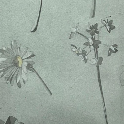 Antique Original Drawing Flowers, Floral, Still Life, Daisy - 7