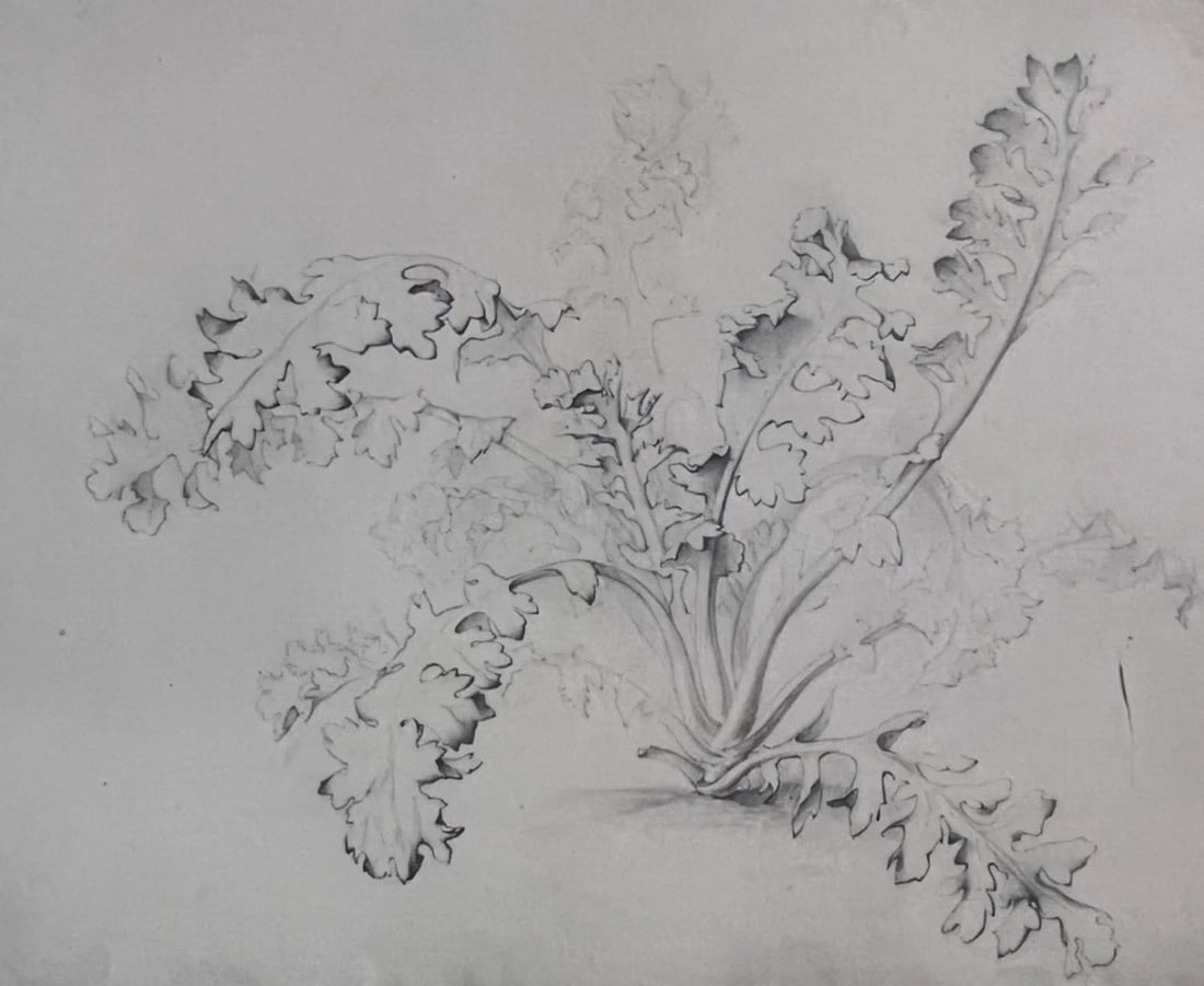 Antique Drawing Original Pencil 19th century Floral, Flowers 1850 Floral: Title: Antique Drawing Original Pencil 19th century Floral, Flowers 1850 Floral Description: Antique Drawing Original Pencil 19th century Floral, Flower 1850 Pencil on paper 62 x 48 cm folds, tears Re