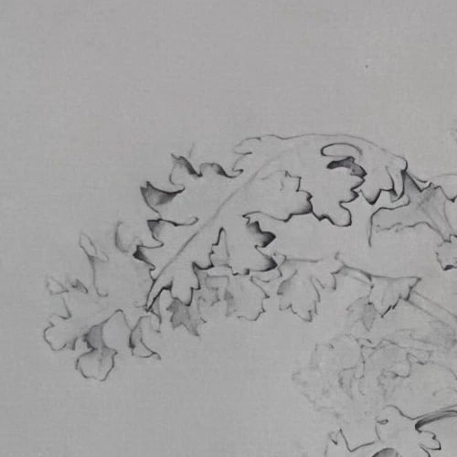 Antique Drawing Original Pencil 19th century Floral, Flowers 1850 Floral - 2