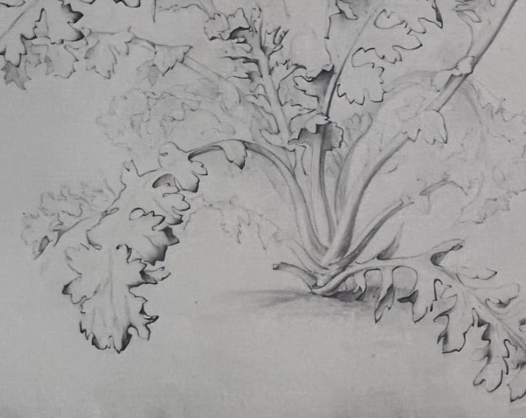 Antique Drawing Original Pencil 19th century Floral, Flowers 1850 Floral - 3