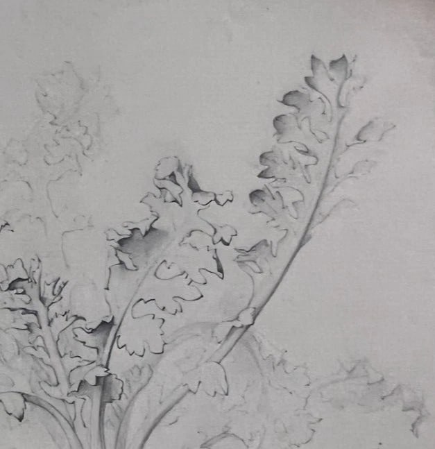 Antique Drawing Original Pencil 19th century Floral, Flowers 1850 Floral - 4