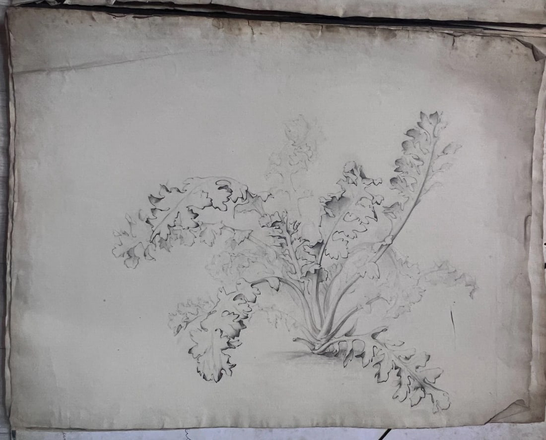 Antique Drawing Original Pencil 19th century Floral, Flowers 1850 Floral - 5