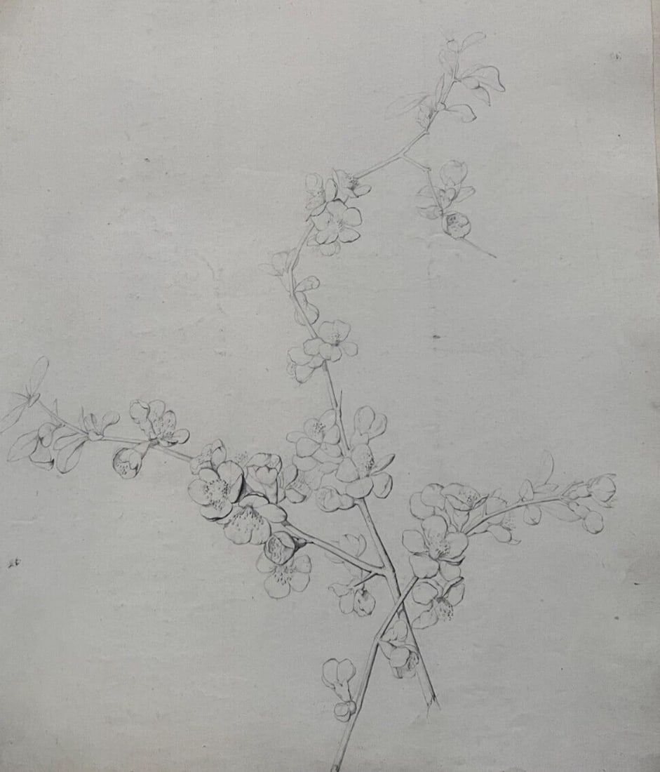 Antique Drawing Charcoal Floral, Flowers, Plants, Still Life 19th century 1850 - 2