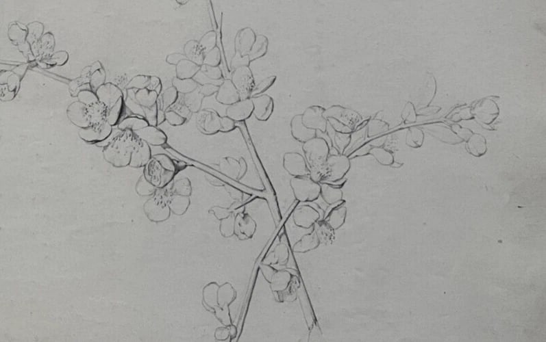 Antique Drawing Charcoal Floral, Flowers, Plants, Still Life 19th century 1850 - 3