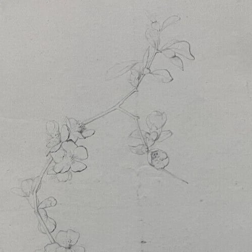 Antique Drawing Charcoal Floral, Flowers, Plants, Still Life 19th century 1850 - 4