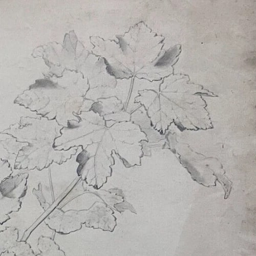 Antique Drawing Charcoal Original Flowers, Floral, Plant 1850 Floral - 2