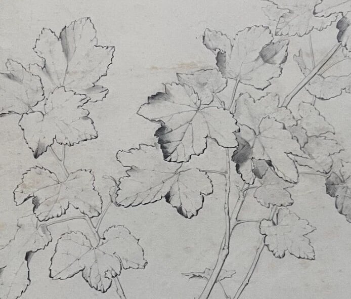 Antique Drawing Charcoal Original Flowers, Floral, Plant 1850 Floral - 3