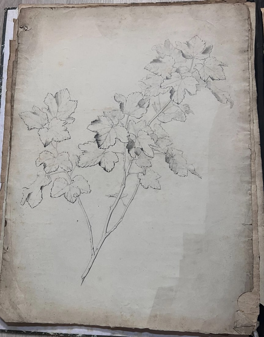 Antique Drawing Charcoal Original Flowers, Floral, Plant 1850 Floral - 4
