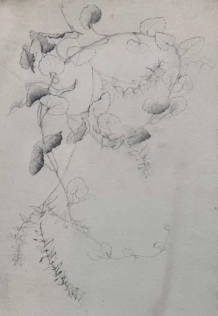 Antique Drawing Pencil Original Flowers, Floral, 19th century 1850 Floral: Title: Antique Drawing Pencil Original Flowers, Floral, 19th century 1850 Floral Description: Antique Drawing Pencil Original Flower, Floral, 19th century 1850 Pencil paper 62 x 48 cm folds, tears 