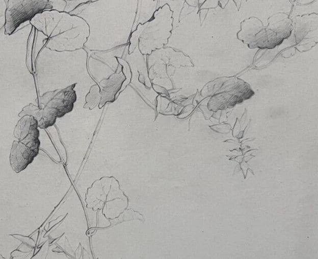 Antique Drawing Pencil Original Flowers, Floral, 19th century 1850 Floral - 3