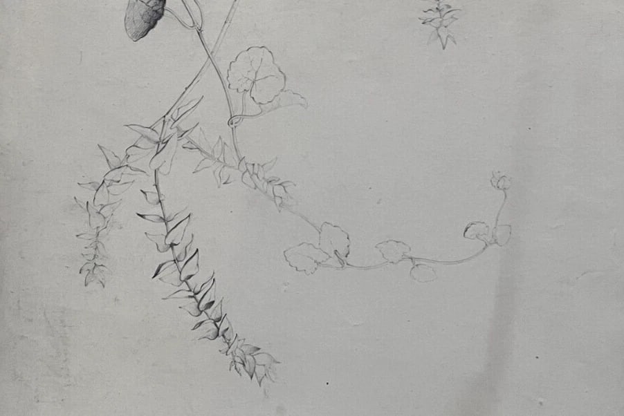 Antique Drawing Pencil Original Flowers, Floral, 19th century 1850 Floral - 4