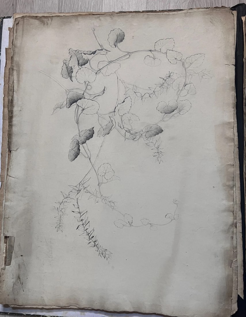 Antique Drawing Pencil Original Flowers, Floral, 19th century 1850 Floral - 5