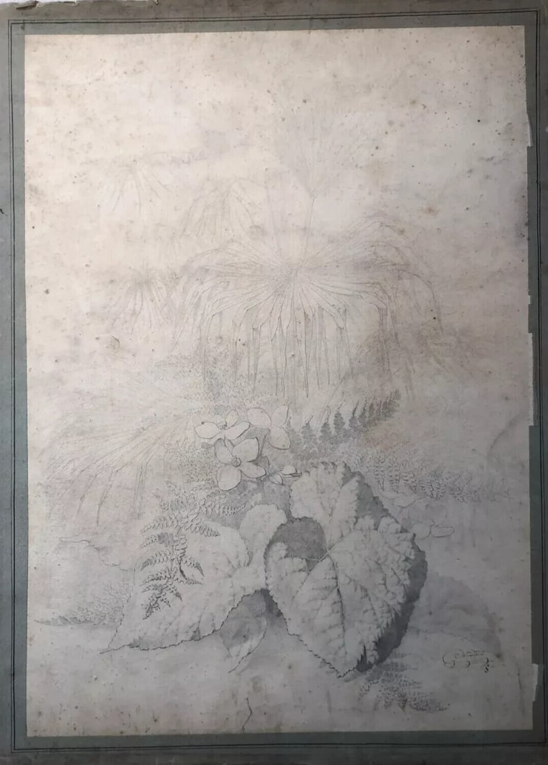 Original Antique Pencil 19th century Drawing Plants and Leaves Artwork - 2