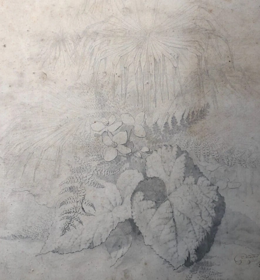 Original Antique Pencil 19th century Drawing Plants and Leaves Artwork - 3