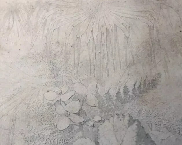 Original Antique Pencil 19th century Drawing Plants and Leaves Artwork - 4