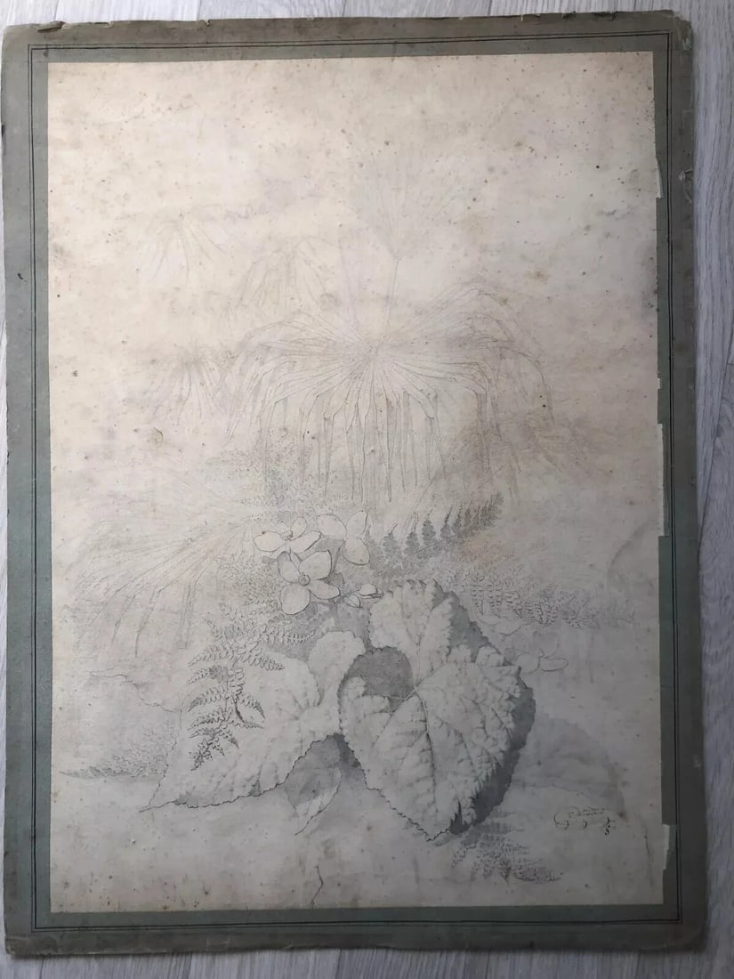 Original Antique Pencil 19th century Drawing Plants and Leaves Artwork - 5
