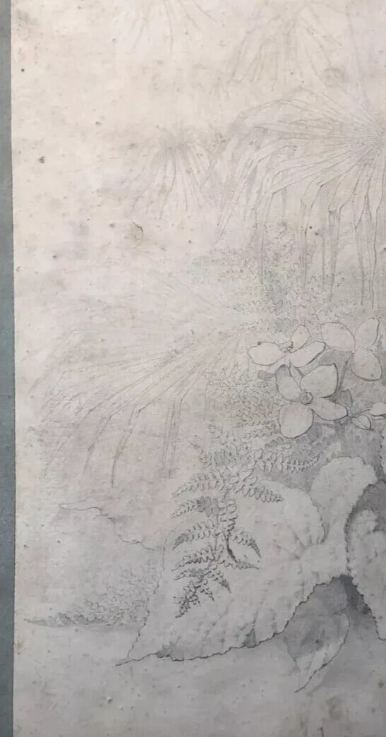 Original Antique Pencil 19th century Drawing Plants and Leaves Artwork - 6