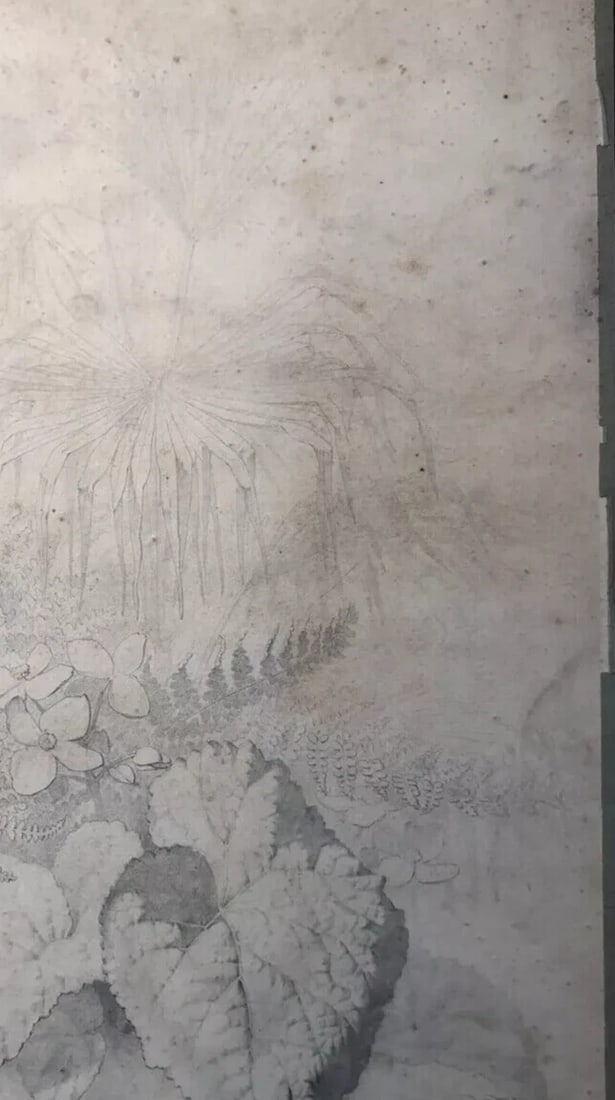 Original Antique Pencil 19th century Drawing Plants and Leaves Artwork - 7