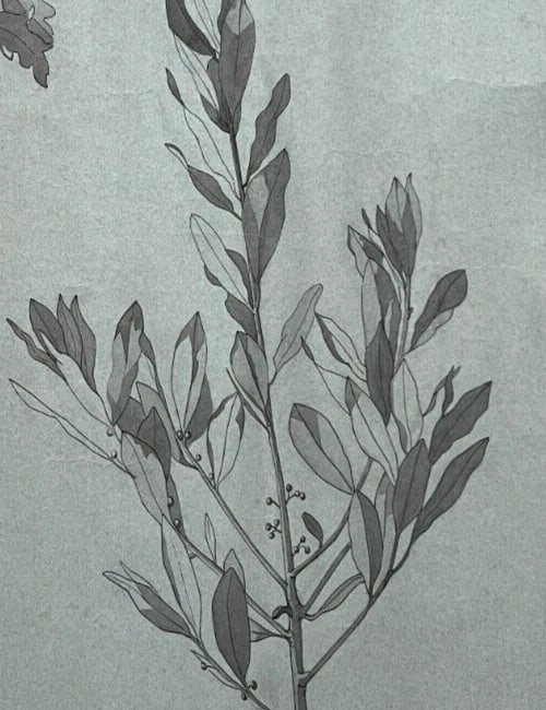 Antique Original Drawing Flowers, Floral, Still Life, Leaves - 3