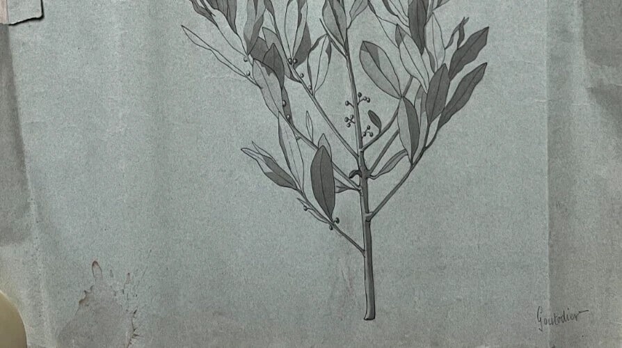 Antique Original Drawing Flowers, Floral, Still Life, Leaves - 6