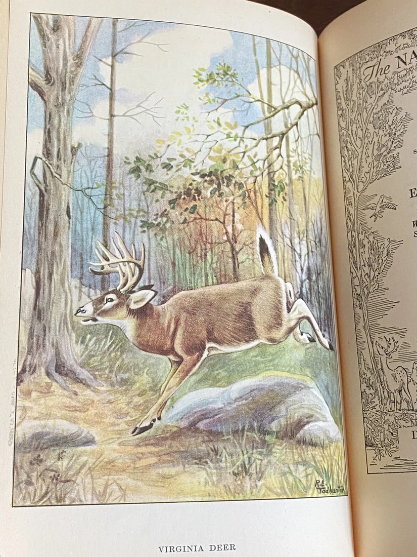 The Nature Library : Animals by Ernest Thompson Seton Copyright 1926 Illustrated - 6