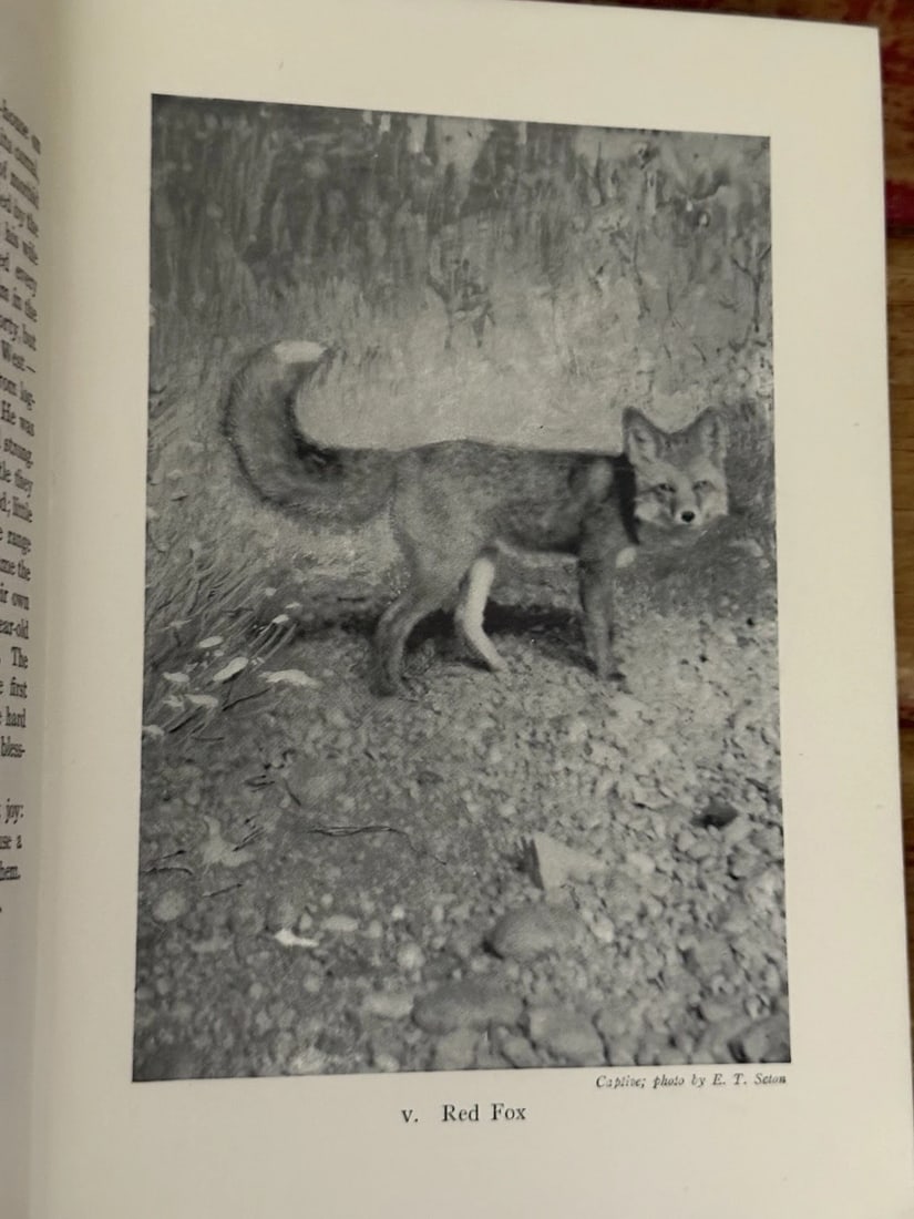 Wild Animals at Home (Hardcover) by Ernest Thompson Seton 1913 First Edition - 15