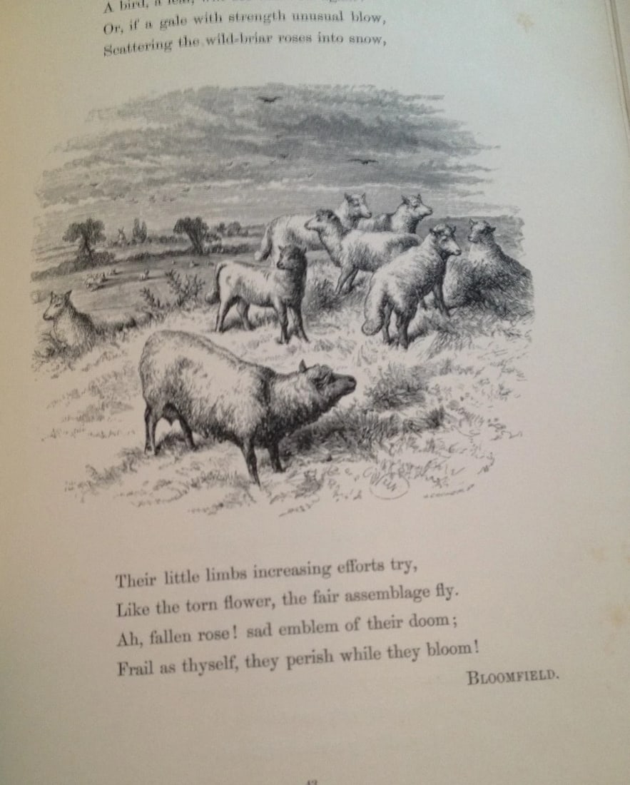 THE POETRY OF NATURE ILLUSTRATED Harrison Weir Antique London Sampson Low1861 HC - 9