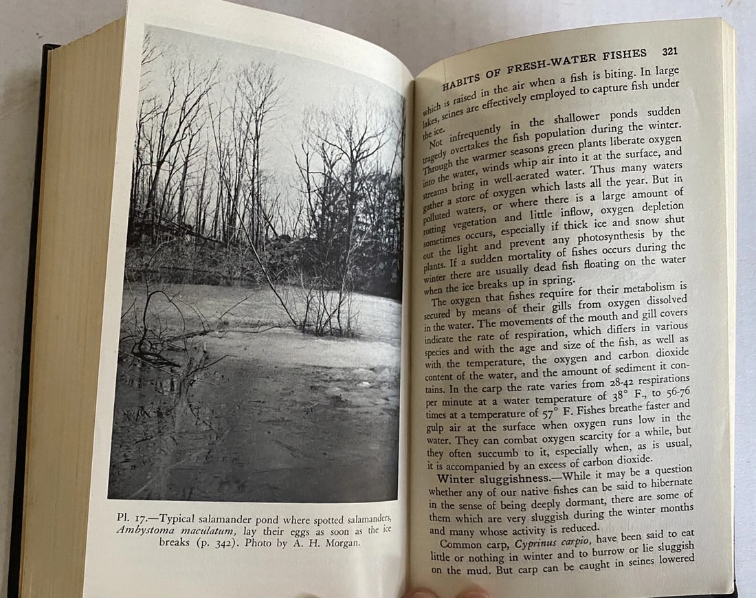 Field Book of Animals in Winter Ann Haven Morgan VTG HC 1st/2nd Putnam VG/Near F - 6