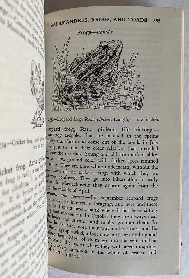 Field Book of Animals in Winter Ann Haven Morgan VTG HC 1st/2nd Putnam VG/Near F - 9