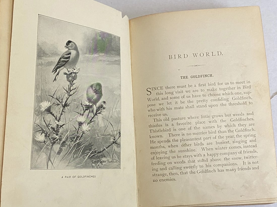 BIRD WORLD Stickney & Hoffmann 1st Ed. 1898HC Ginn & Co. ForChildren Illustrated - 11
