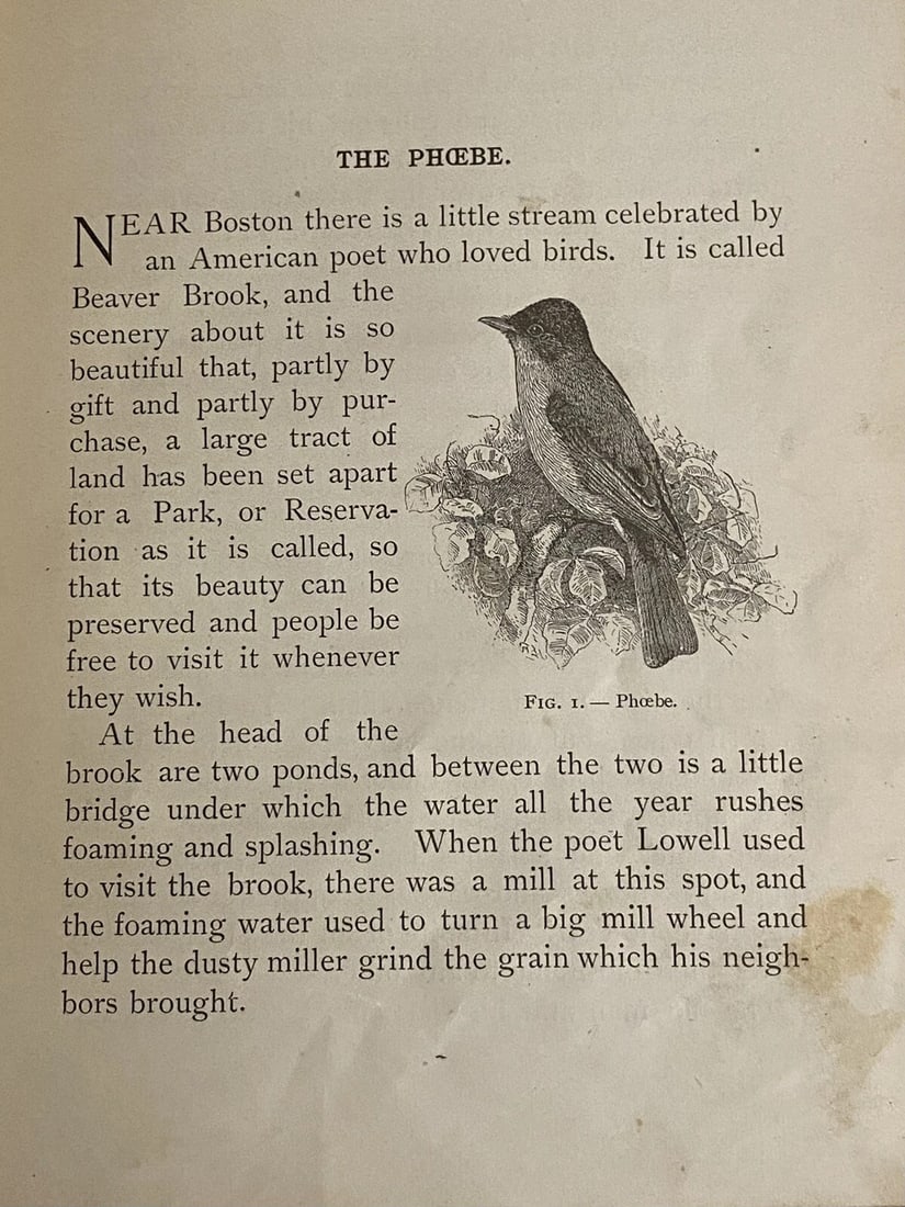 BIRD WORLD Stickney & Hoffmann 1st Ed. 1898HC Ginn & Co. ForChildren Illustrated - 12