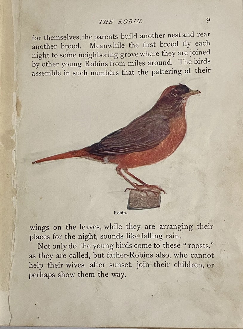 BIRD WORLD Stickney & Hoffmann 1st Ed. 1898HC Ginn & Co. ForChildren Illustrated - 14