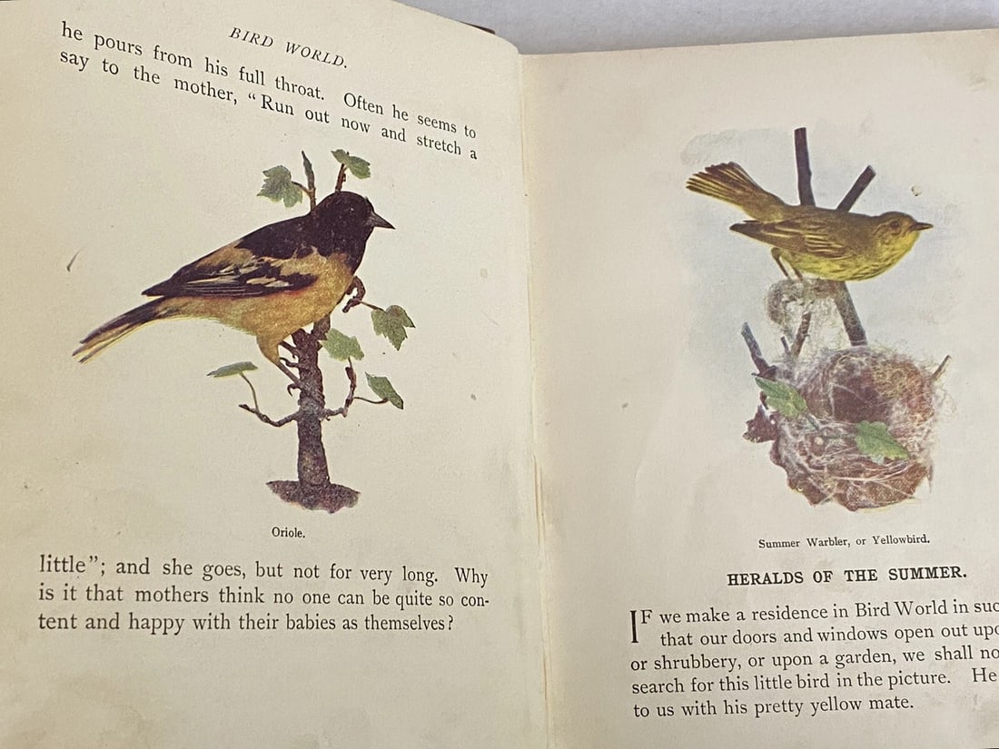 BIRD WORLD Stickney & Hoffmann 1st Ed. 1898HC Ginn & Co. ForChildren Illustrated - 15
