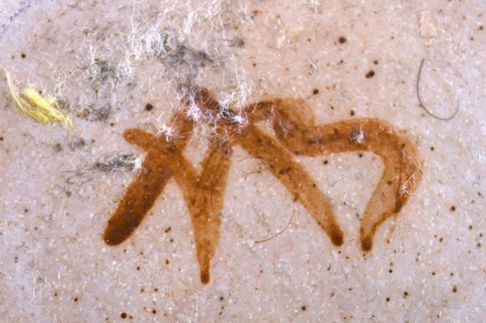 Arne Bang, Denmark. Jar in glazed ceramics. Beautiful glaze in brown shades. Mid-20th century. - 6