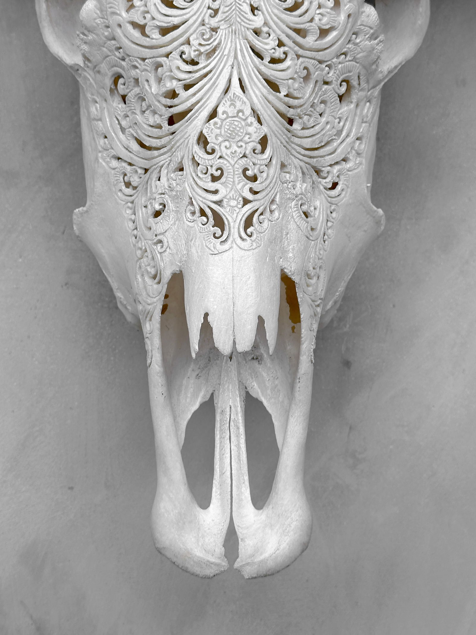 White buffalo skull - Small lotus motif - 4