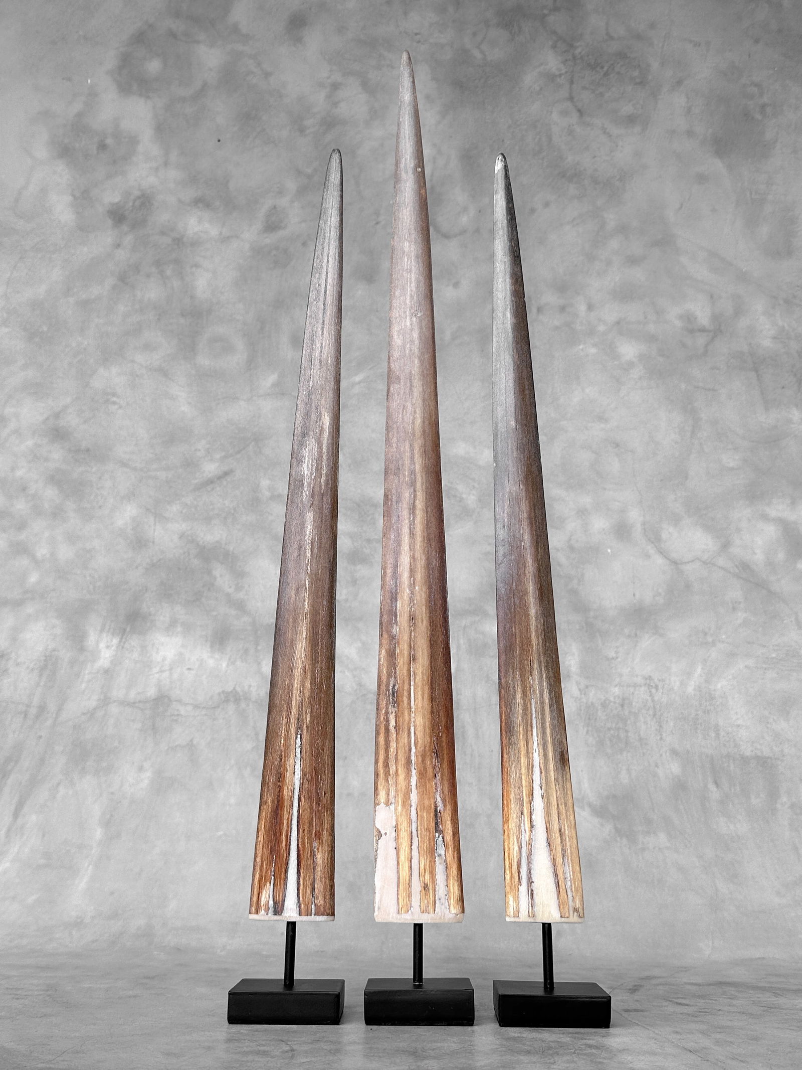 Swordfish tusk trio with custom stands - 2