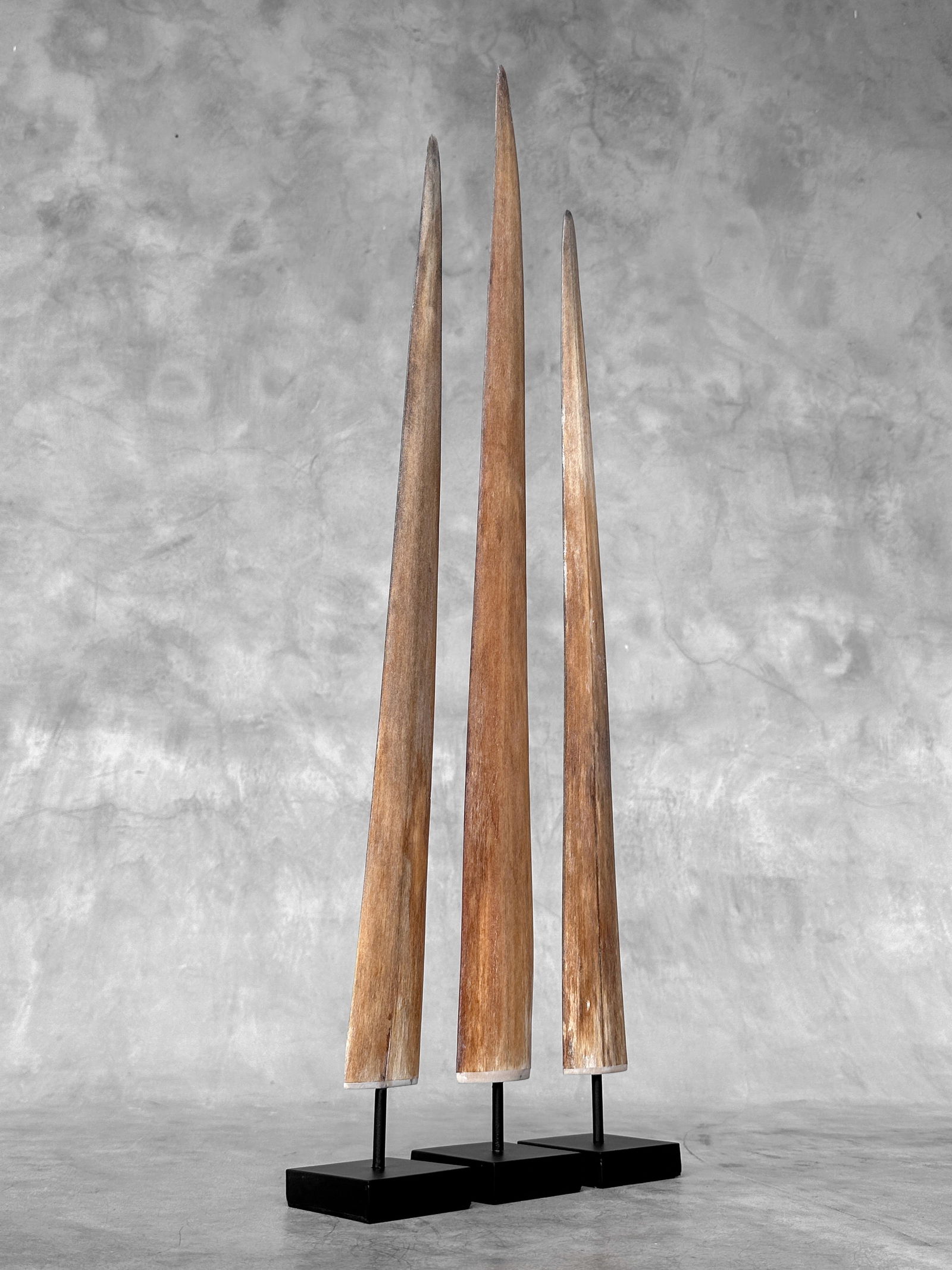 Swordfish tusk trio with custom stands - 3