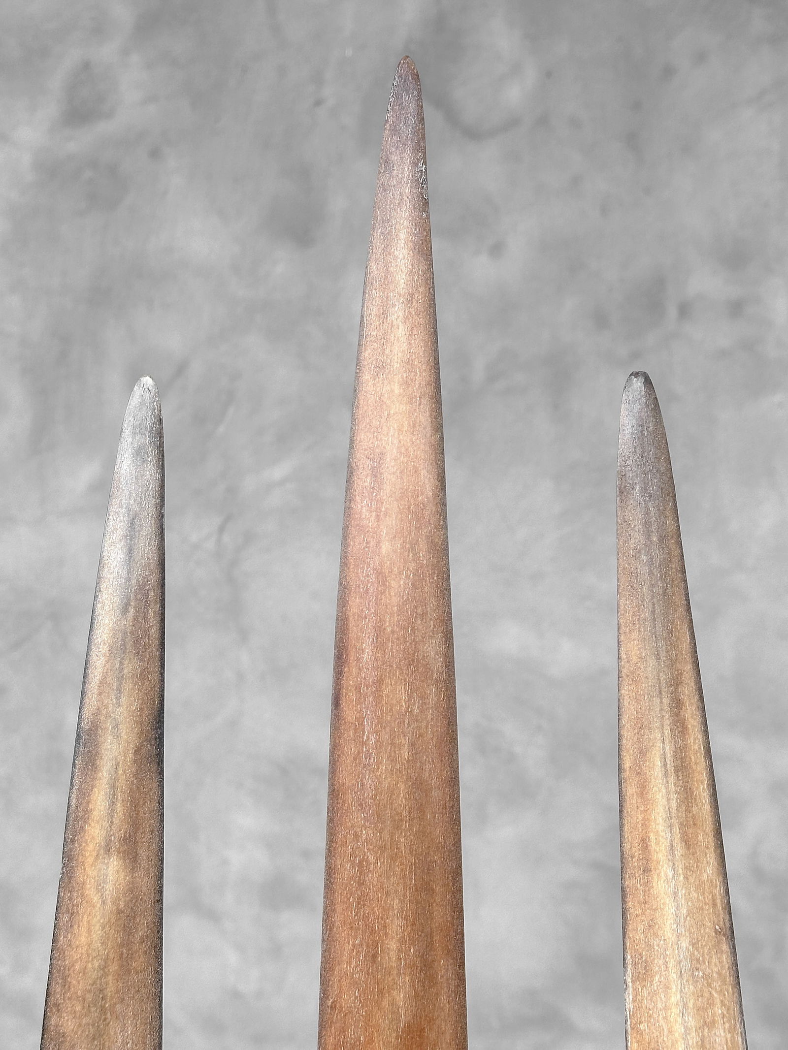 Swordfish tusk trio with custom stands - 8