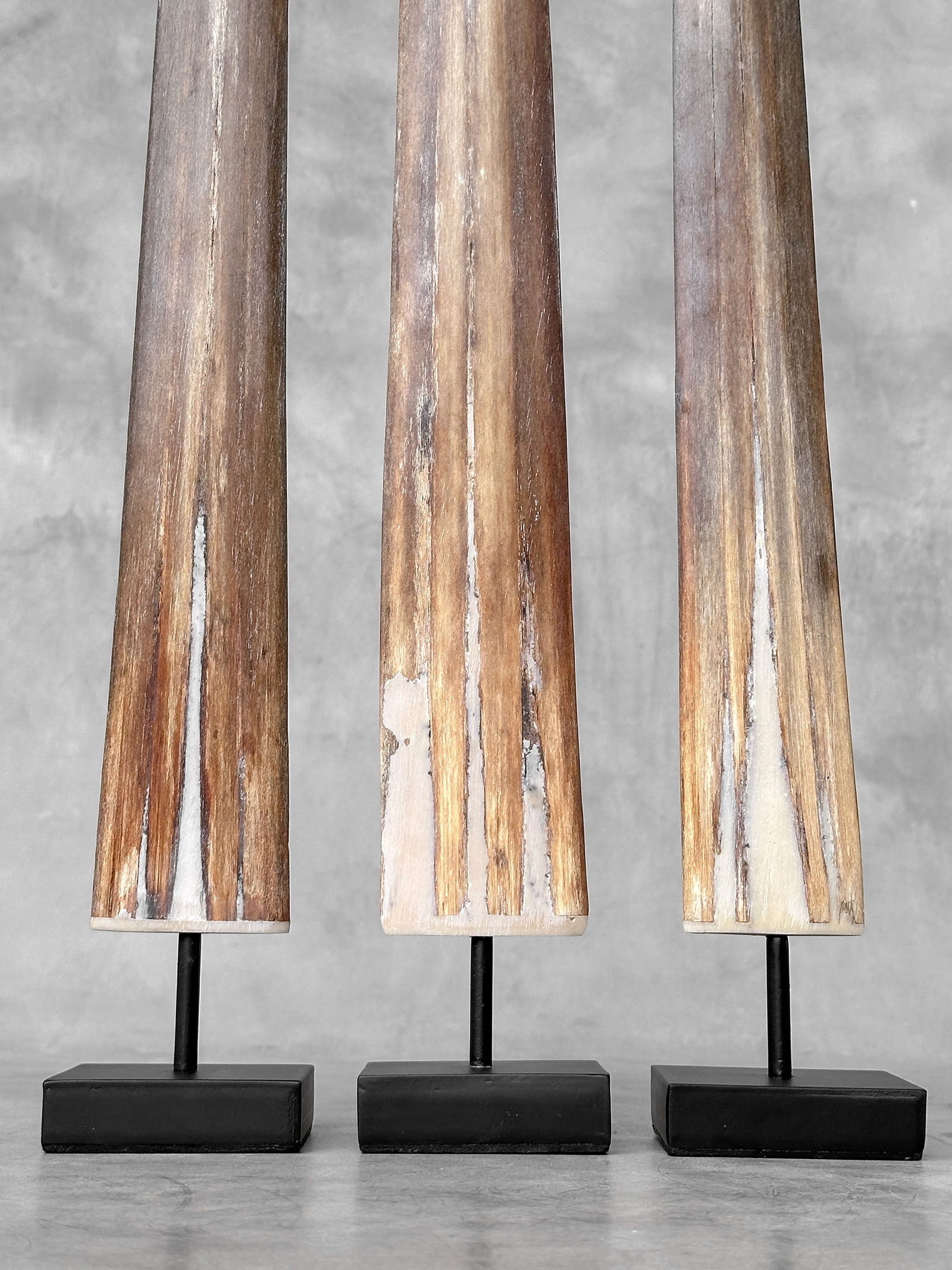 Swordfish tusk trio with custom stands - 9