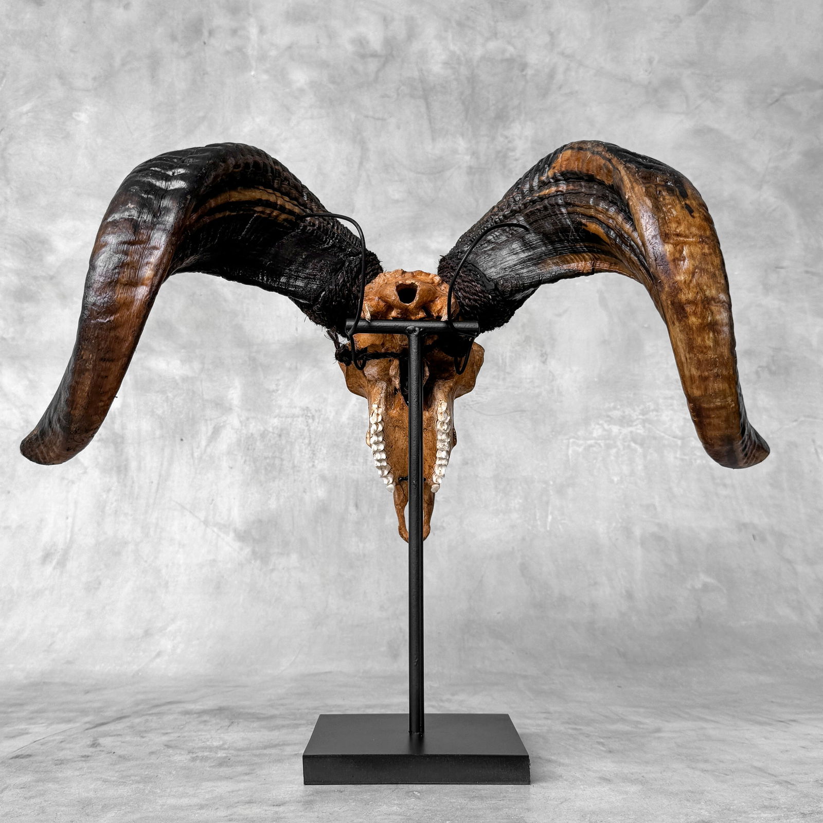 Beautiful large brown ram's skull on a custom stand - Star mandala motif - 6