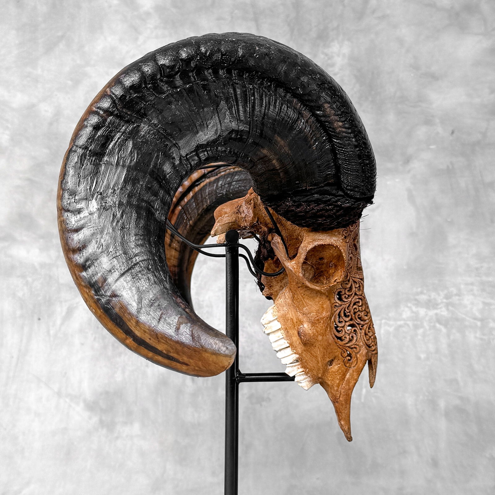 Beautiful large brown ram's skull on a custom stand - Star mandala motif - 7