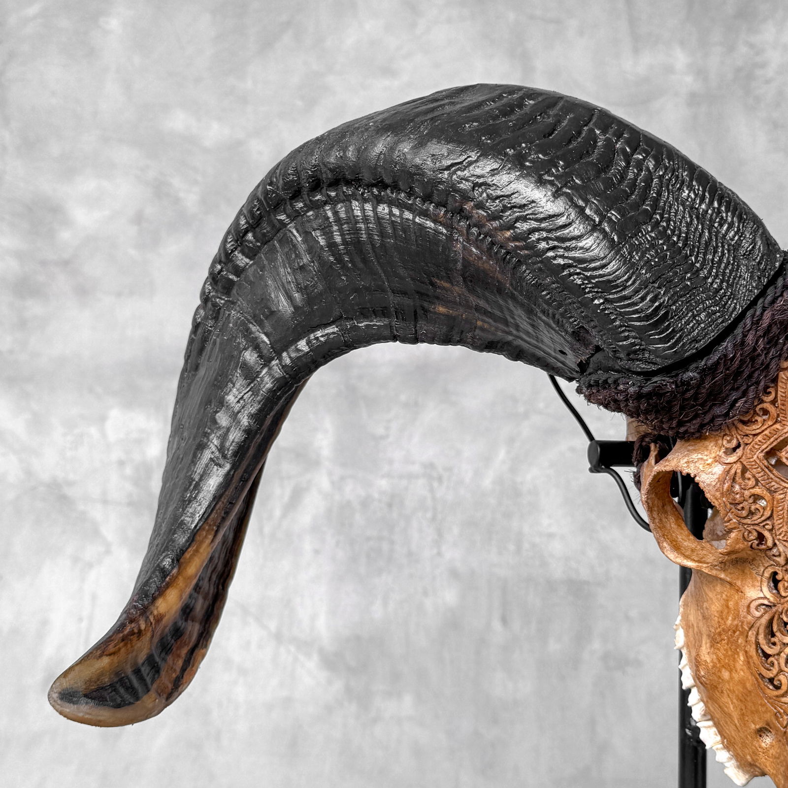 Beautiful large brown ram's skull on a custom stand - Star mandala motif - 9