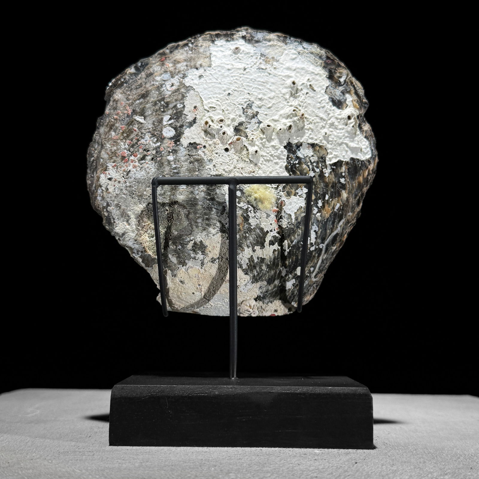 Engraved mother of pearl shell - Human skull motif - 10