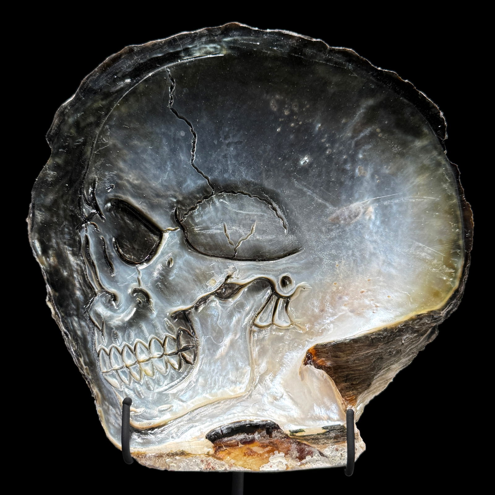 Engraved mother of pearl shell - Human skull motif - 2