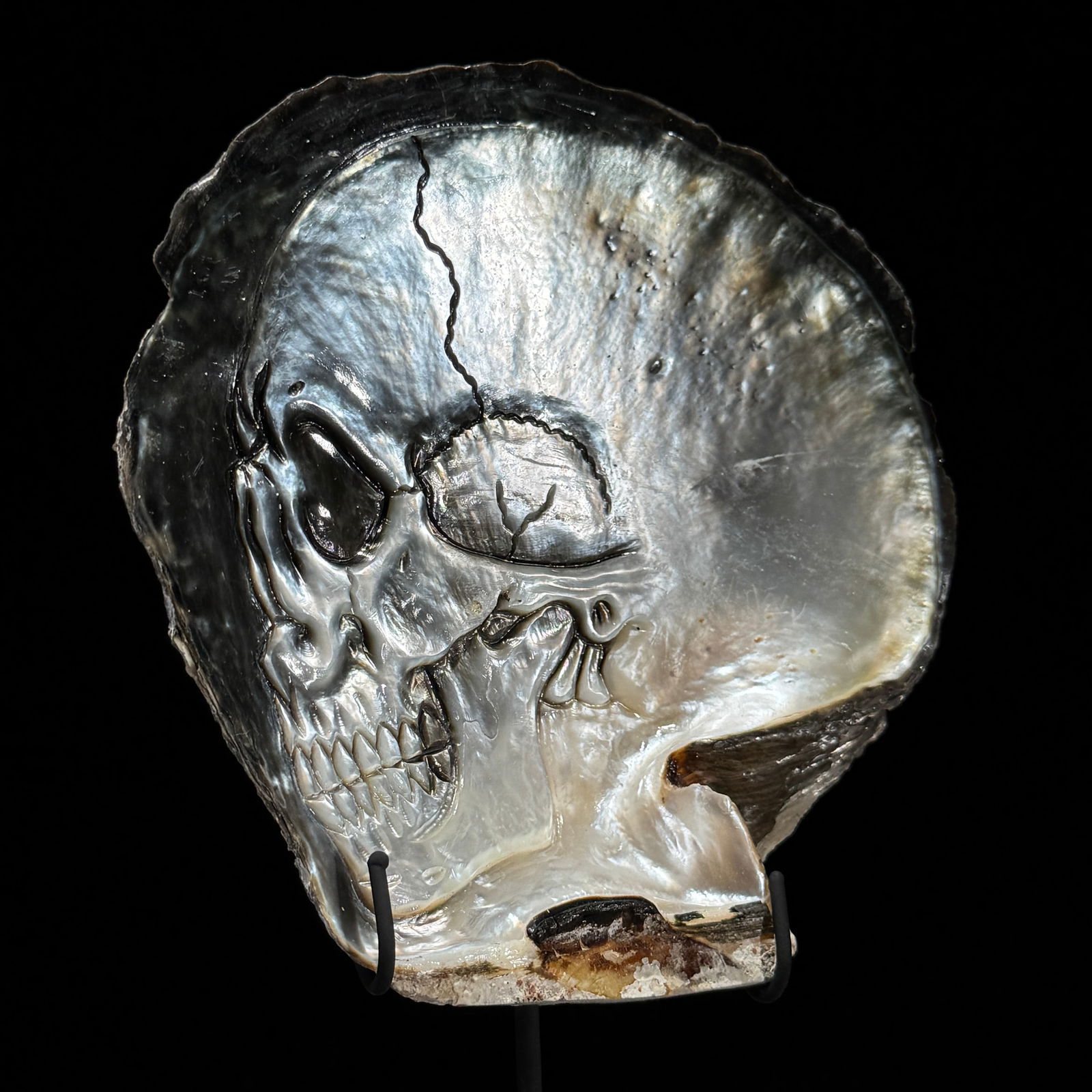Engraved mother of pearl shell - Human skull motif - 4