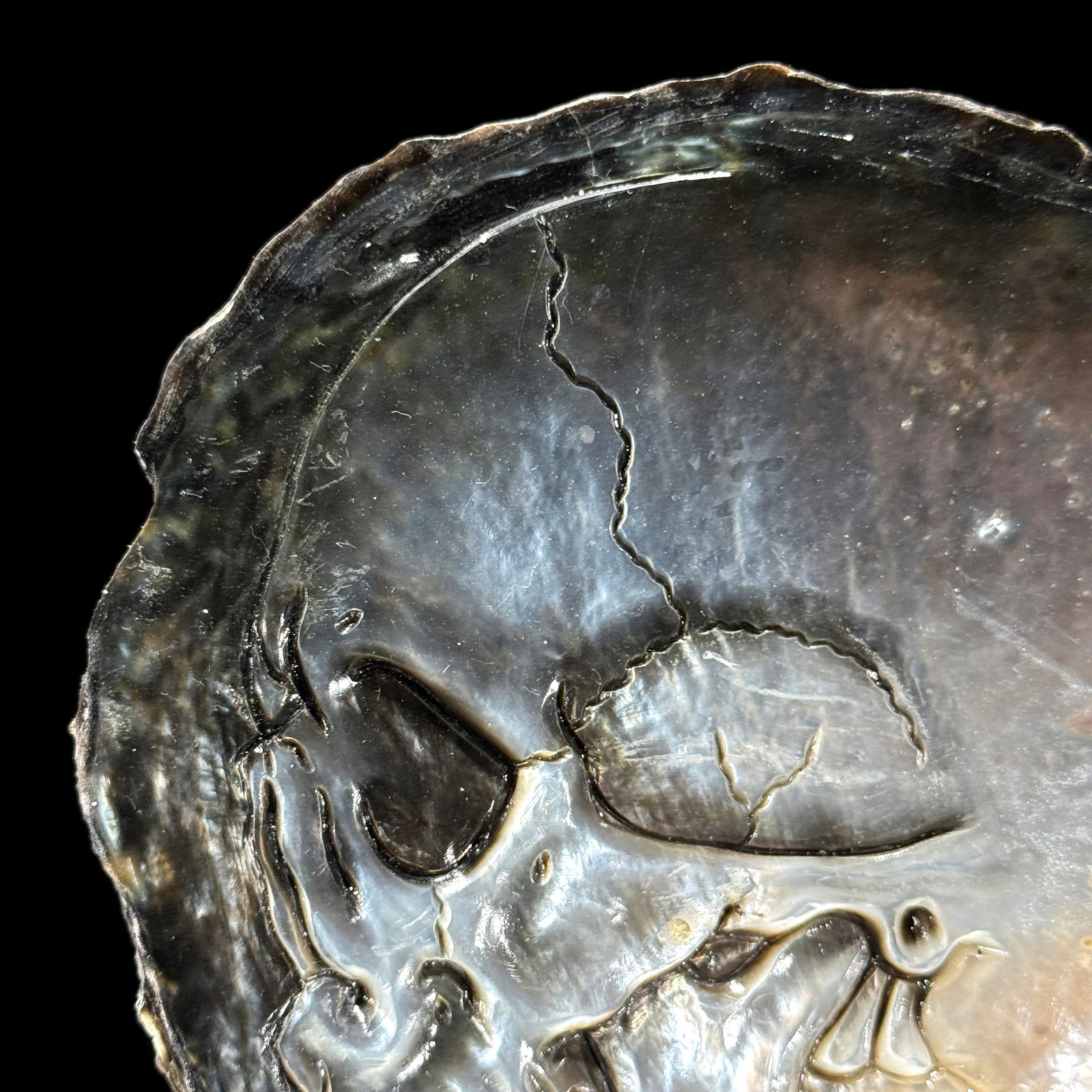 Engraved mother of pearl shell - Human skull motif - 6