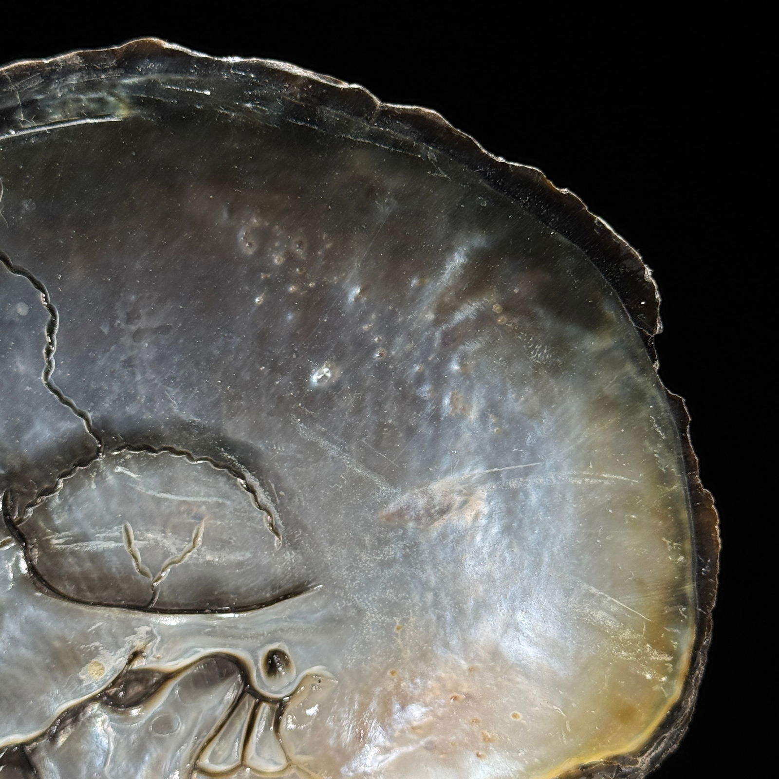 Engraved mother of pearl shell - Human skull motif - 7